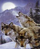 All Animal