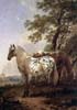 Nicolaes